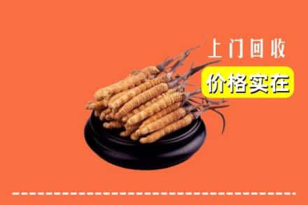 安康市平利回收冬虫夏草